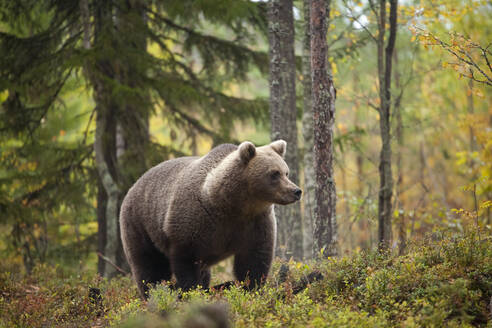 Finland, Kuhmo, North Karelia, Kainuu, Brown bear (Ursus arctos) in forest  - ZCF00917