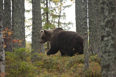 Finnland, Kuhmo, Nordkarelien, Kainuu, Braunbär (Ursus arctos) im Wald - ZCF00918