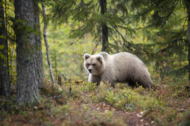 Finnland, Kuhmo, Nordkarelien, Kainuu, Braunbär (Ursus arctos) im Wald - ZCF00919