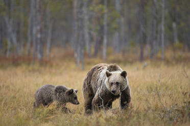 Finland, Kuhmo, North Karelia, Kainuu, Brown bear (Ursus arctos) female with cub walking in grassy field - ZCF00920