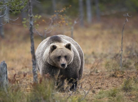 Finnland, Kuhmo, Nordkarelien, Kainuu, Braunbär (Ursus arctos) im Wald - ZCF00921