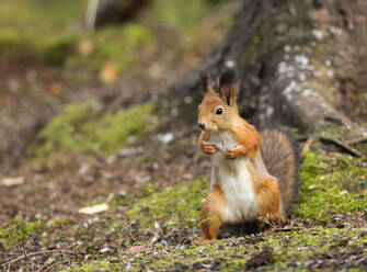 Finnland, Kuhmo, Nordkarelien, Kainuu, Rotes Eichhörnchen (Sciurus vulgaris) im Wald - ZCF00922