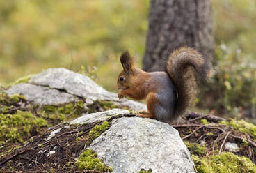 Finnland, Kuhmo, Nordkarelien, Kainuu, Rotes Eichhörnchen (Sciurus vulgaris) im Wald - ZCF00923