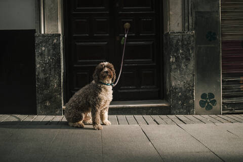 An eine Tür gebundener Hund in der Stadt, lizenzfreies Stockfoto