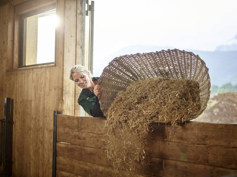 Female farmer pouring straw into barn on a farm stock photo