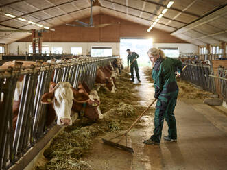 Female farmer working in cow house on a farm - CVF01564