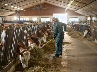 Female farmer feeding cows in stable on a farm - CVF01565