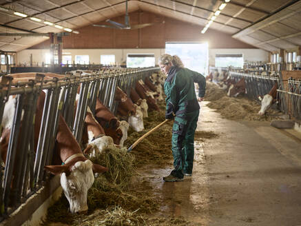 Bäuerin füttert Kühe im Stall auf einem Bauernhof - CVF01565