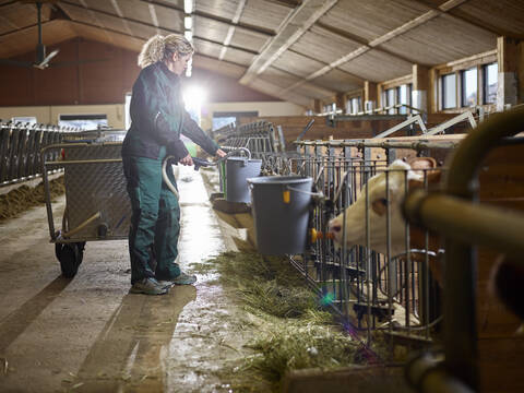 Female farmer giving milk to calves in cow house on a farm stock photo