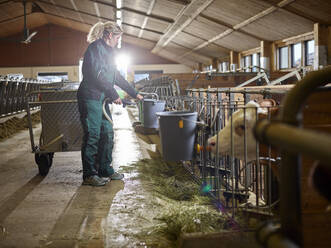 Bäuerin beim Melken der Kälber im Kuhstall auf einem Bauernhof - CVF01566