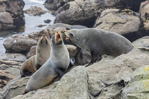 Ozeanien, Neuseeland, Südinsel, Südland, Otago, Moeraki, Katiki Point, Neuseeländische Seelöwen (Phocarctos hookeri) auf Felsen - FOF11642