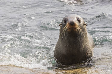 Ozeanien, Neuseeland, Südinsel, Südland, Otago, Moeraki, Katiki Point, Neuseeländischer Seelöwe (Phocarctos hookeri) im Wasser - FOF11645