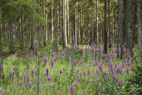 Deutschland, Nordrhein-Westfalen, Eifel, Nationalpark Eifel, Roter Fingerhut (Digitalis purpurea) im Fichtenwald - GWF06400