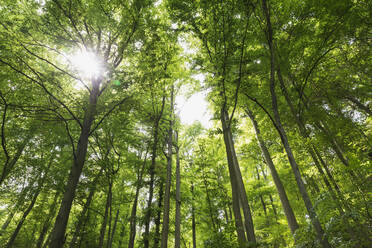 Germany, North Rhine Westfalia, Eifel, Eifel National Park, Low angle view of green beech trees (Fagus) with sunlight - GWF06402