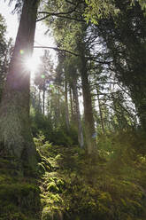 Germany, North Rhine Westfalia, Eifel, Eifel National Park, Sun shining through moss covered Norway spruces (Picea abies) - GWF06404