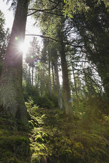 Deutschland, Nordrhein-Westfalen, Eifel, Nationalpark Eifel, Sonne scheint durch moosbewachsene Fichten (Picea abies) - GWF06404