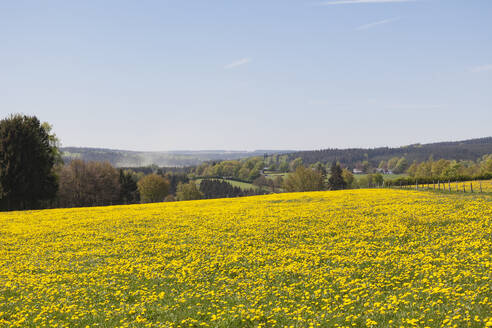 Deutschland, Nordrhein-Westfalen, Eifel, Region Kalterherberg, Gewöhnlicher Löwenzahn (Taraxacum sect. Ruderalia) auf grasbewachsenem Feld im Frühling - GWF06406