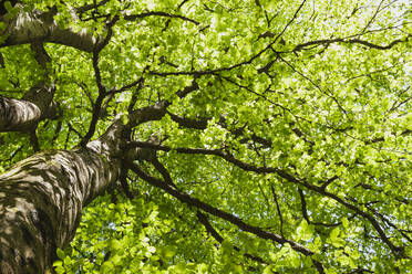 Germany, North Rhine Westfalia, Eifel, Eifel National Park, Young green leaves of beech tree (Fagus) seen from below - GWF06407