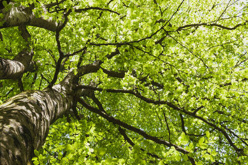 Deutschland, Nordrhein-Westfalen, Eifel, Nationalpark Eifel, Junge grüne Blätter einer Buche (Fagus) von unten gesehen - GWF06407