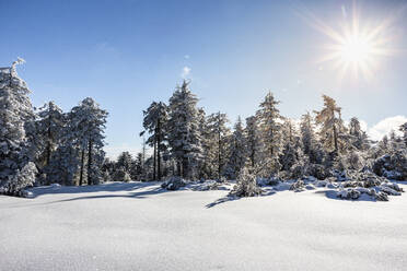 Winter landscape at Hornisgrinde, Black Forest, Germany - MSUF00151