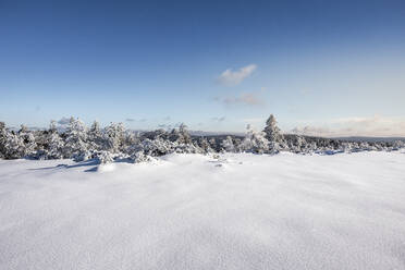 Winterlandschaft auf der Hornisgrinde, Schwarzwald, Deutschland - MSUF00152