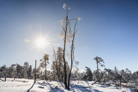 Winterlandschaft auf der Hornisgrinde, Schwarzwald, Deutschland, lizenzfreies Stockfoto