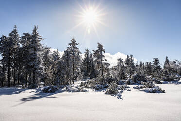 Winterlandschaft auf der Hornisgrinde, Schwarzwald, Deutschland - MSUF00154