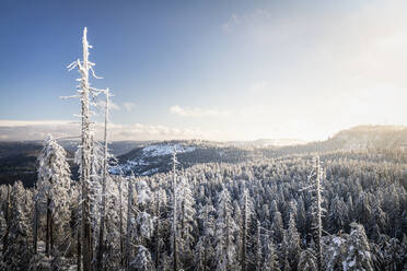 Winterlandschaft auf der Hornisgrinde, Schwarzwald, Deutschland - MSUF00156