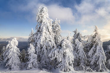 Winterlandschaft auf der Hornisgrinde, Schwarzwald, Deutschland - MSUF00157