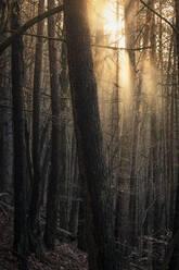 Sun shining through pine forest, Hauenstein, Rhineland-Palatinate, Germany - MSUF00184