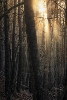 Sonne scheint durch einen Kiefernwald, Hauenstein, Rheinland-Pfalz, Deutschland - MSUF00184