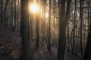 Sonne scheint durch einen Kiefernwald, Hauenstein, Rheinland-Pfalz, Deutschland - MSUF00185