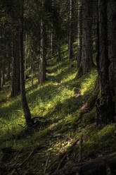 Weg durch den Wald, Karwendel, Tirol, Österreich - MSUF00190