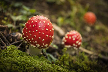 Fly agaric, close-up - MSUF00192