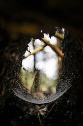 Spinnwebe mit Tautropfen in totem Baum - MSUF00193