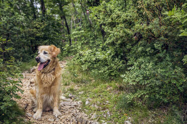 Hundesitting im Naturpark Ucka, Istrien, Kroatien - MAMF01074