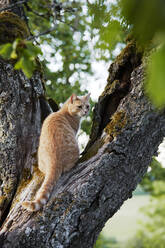 Katze auf Baum - JOHF06145