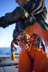 Man holding lobster - JOHF06166
