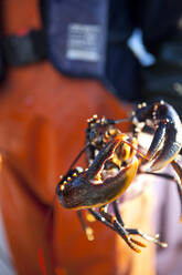 Lobster, close-up - JOHF06167