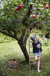 Girl picking apples - JOHF06187