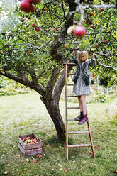 Girl picking apples - JOHF06188