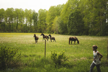 Pferde auf der Weide - JOHF06197