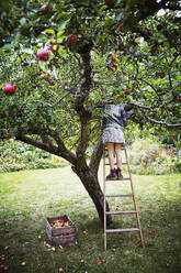 Girl picking apples - JOHF06221
