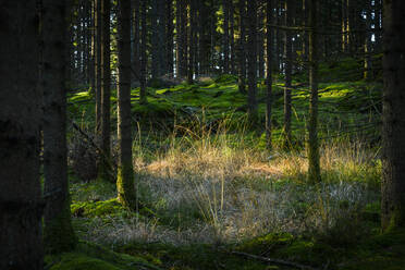 Blick auf den Wald - JOHF06267