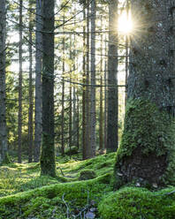 Blick auf den Wald - JOHF06269