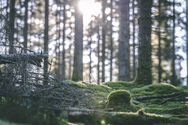 Moss in forest - JOHF06270