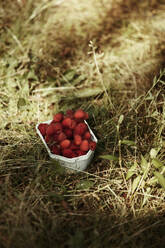 Himbeeren im Karton - JOHF06291