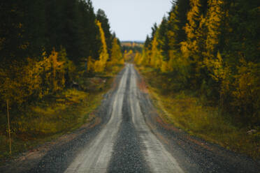 Road through autumn forest - JOHF06345