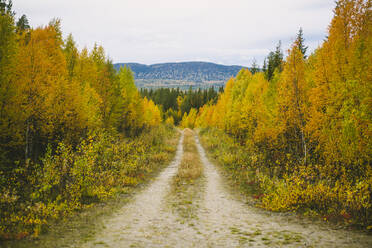 Straße durch den Herbstwald - JOHF06347