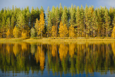 Herbstwald mit Spiegelung im See - JOHF06353